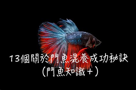 燈魚混養|如何將鬥魚與燈魚混養？（飼養指南）